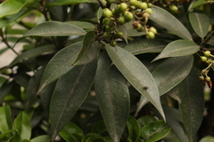 Pieris formosa