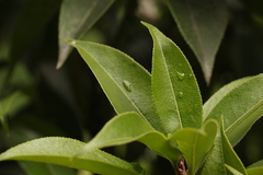 Pieris formosa