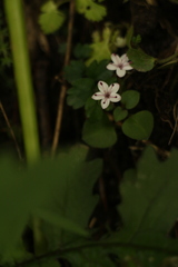 Lysimachia prolifera