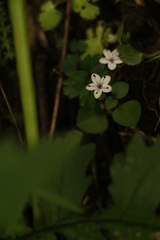 Lysimachia prolifera