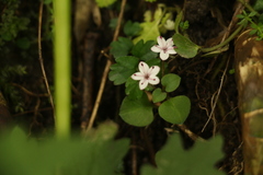 Lysimachia prolifera