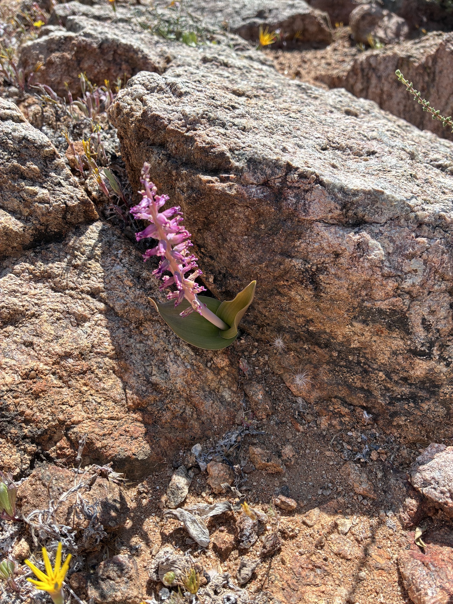 Flesh Viooltjie (Lachenalia carnosa)