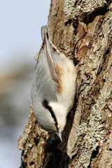 Sitta europaea