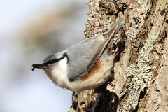 Sitta europaea