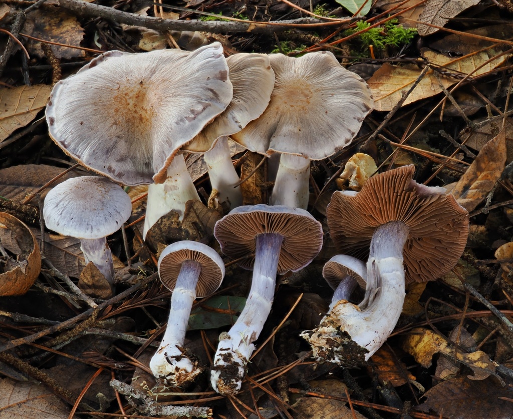 Cortinarius alboviolaceus · January 2026 · photo: © alan_rockefeller (iNaturalist, cc-by-sa)