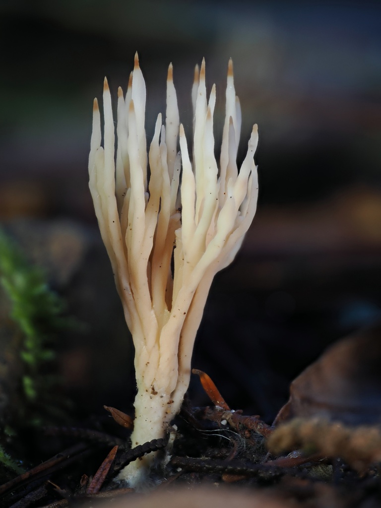 Tremellodendropsis tuberosa · January 2026 · photo: © alan_rockefeller (iNaturalist, cc-by-sa)