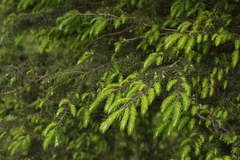 Tsuga dumosa