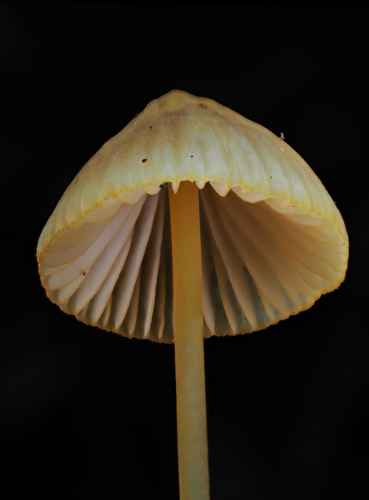 Mycena aurantiomarginata · January 2026 · photo: © alan_rockefeller (iNaturalist, cc-by-sa)