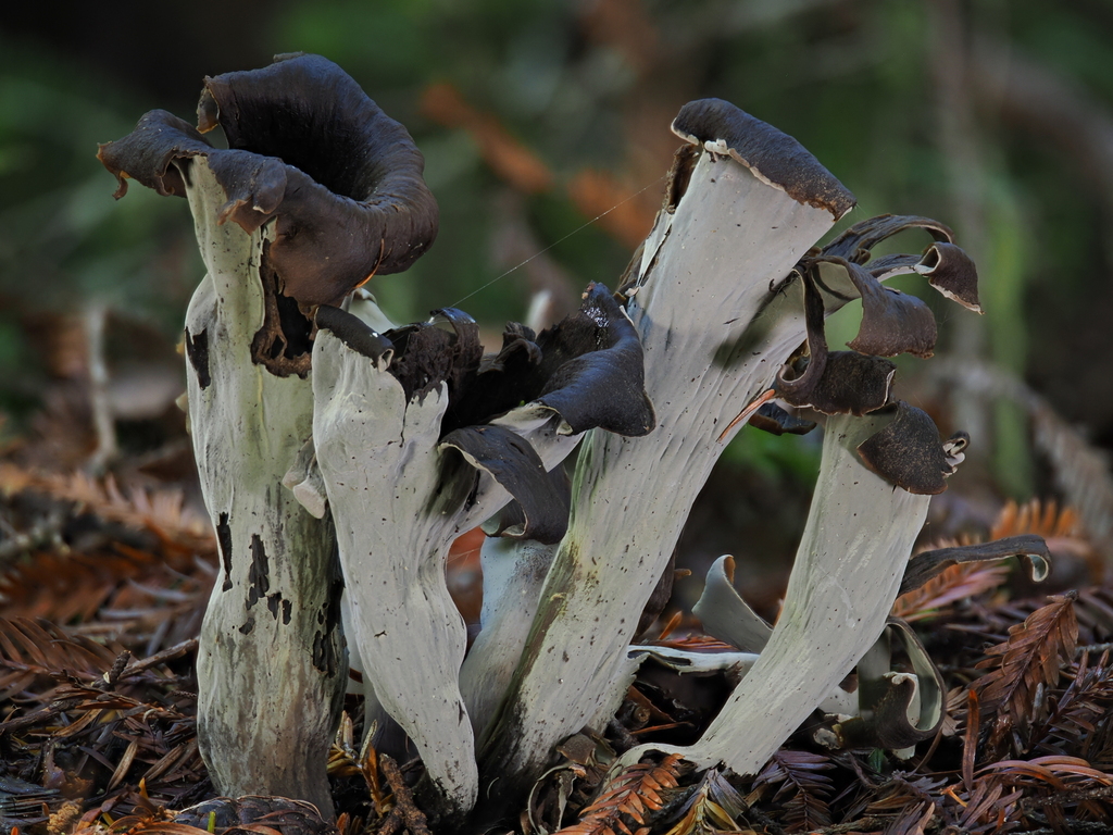 Craterellus calicornucopioides · January 2026 · photo: © alan_rockefeller (iNaturalist, cc-by-sa)