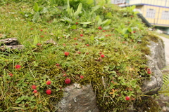 Fragaria nubicola