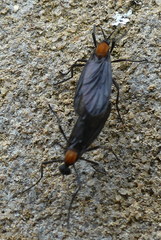 Plecia ruficollis