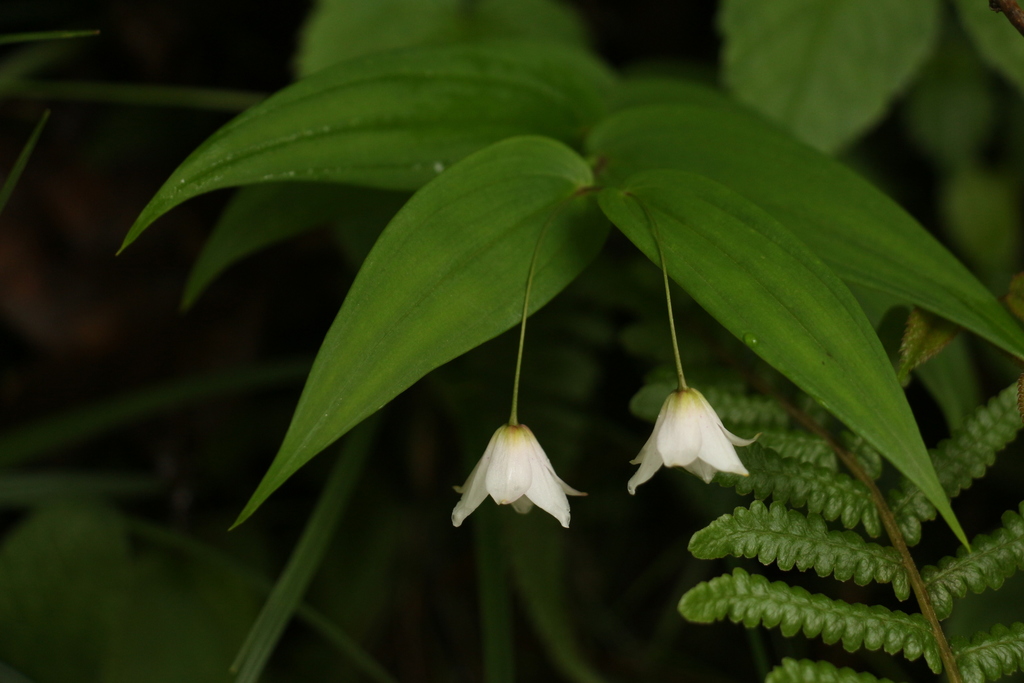 simple twisted-stalk