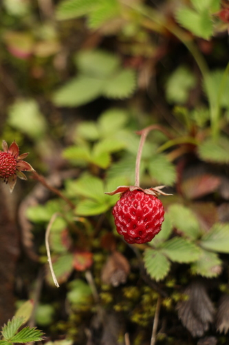 Image of Fragaria nubicola by (c) Siddarth Machado, some rights reserved (CC BY)