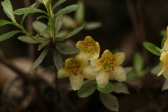 Rhododendron lepidotum
