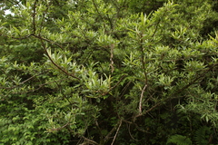 Hippophae salicifolia