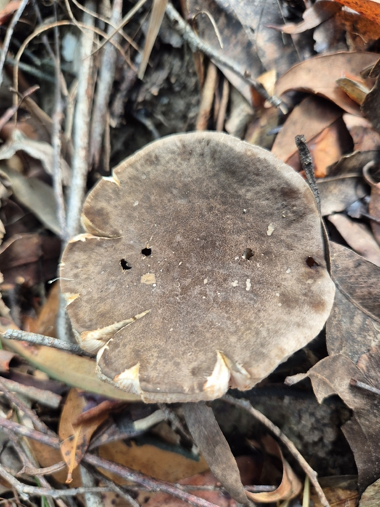 Ionosporus australis · January 2026 · photo: © olliesaurus (iNaturalist, CC)