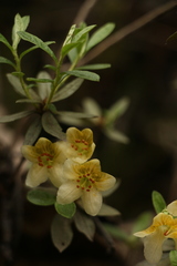 Rhododendron lepidotum