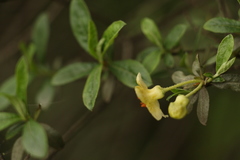 Rhododendron lepidotum