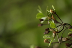 Rhododendron lepidotum
