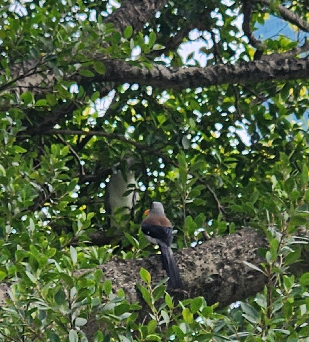 Grey Treepie (Dendrocitta formosae), photo 8