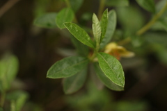 Rhododendron lepidotum