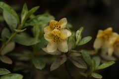 Rhododendron lepidotum