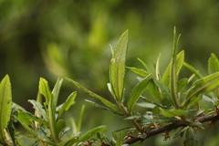 Hippophae