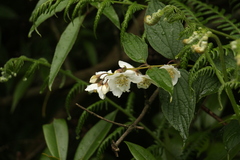 Philadelphus tomentosus