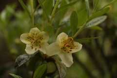 Rhododendron lepidotum