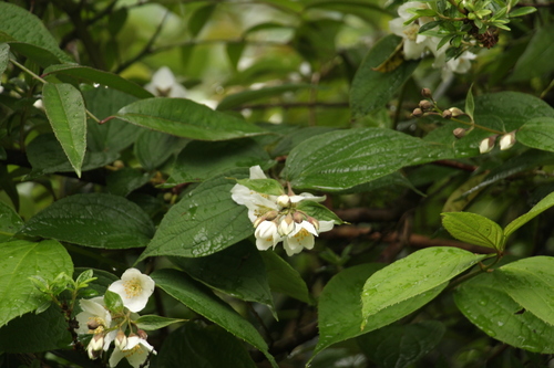 Philadelphus tomentosus, photograph 2