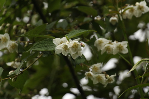 Philadelphus tomentosus, photograph 1