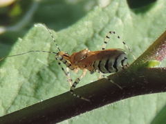 Pselliopus latispina