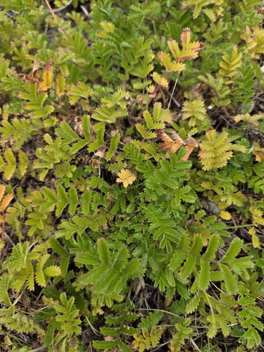 Australian sheep's bur (Acaena agnipila)