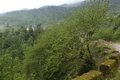 Hippophae salicifolia