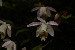 Pleione hookeriana