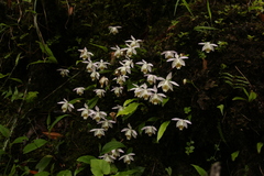 Pleione hookeriana