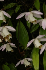 Pleione hookeriana