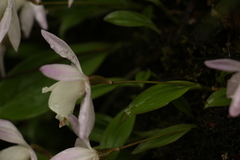 Pleione hookeriana