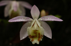 Pleione hookeriana