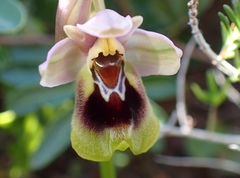 April orchid (Ophrys aprilia)