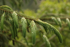 Picea spinulosa