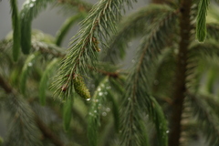 Picea spinulosa