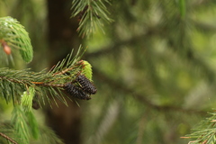 Picea spinulosa