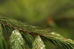 Picea spinulosa