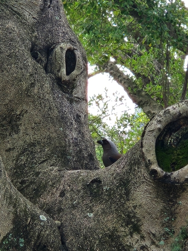 Grey Treepie (Dendrocitta formosae)