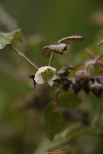 Rubus biflorus, photograph 1
