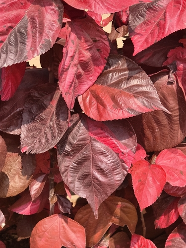 Acalypha wilkesiana