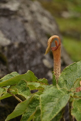 Arisaema nepenthoides