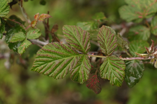 Rubus biflorus, photograph 2