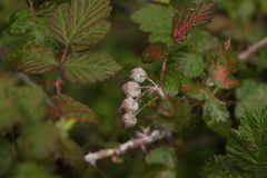 Rubus biflorus
